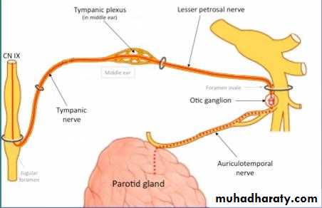 Parotid gland