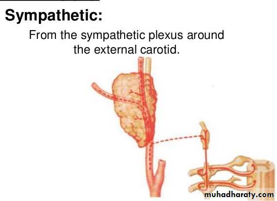 Parotid gland