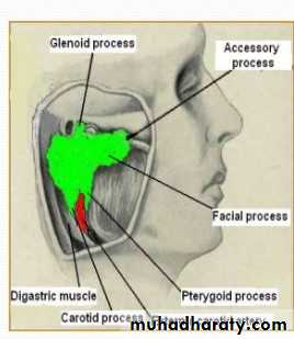 Parotid gland