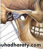 Parotid gland