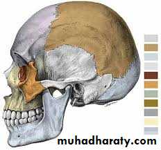 Parotid gland