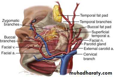 Parotid gland
