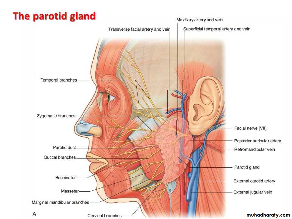 Parotid gland
