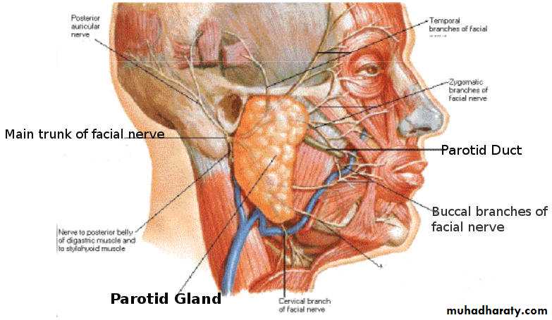 Parotid gland
