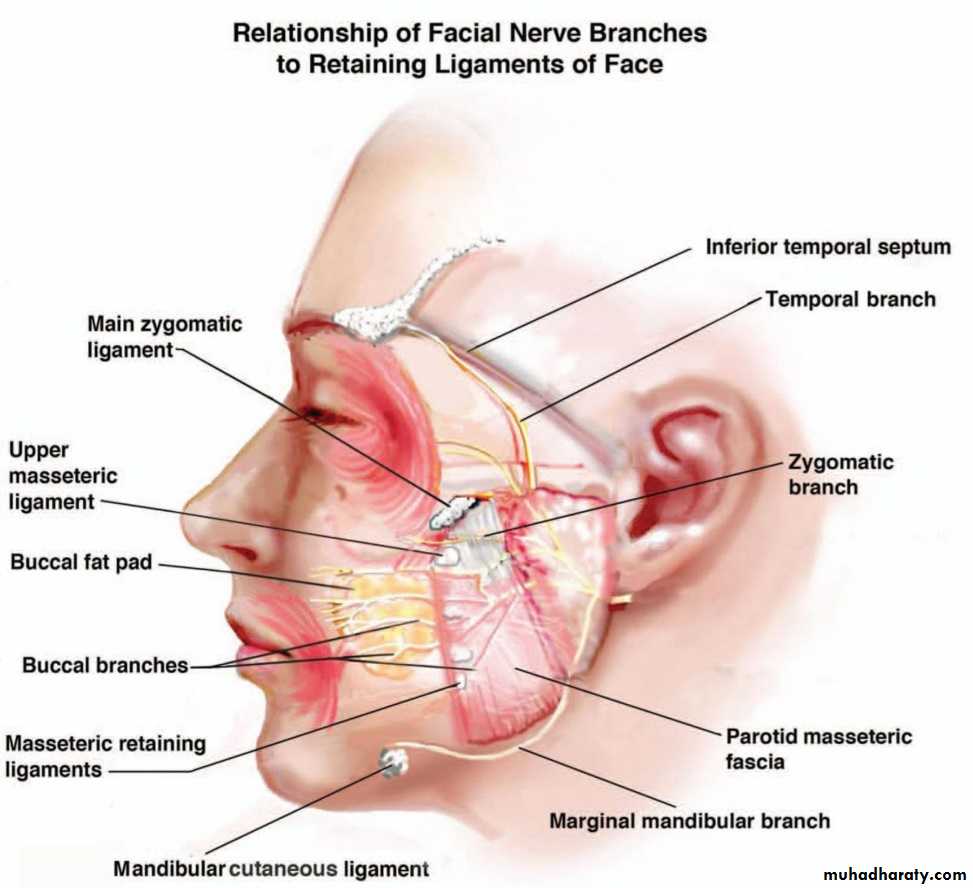 Parotid gland