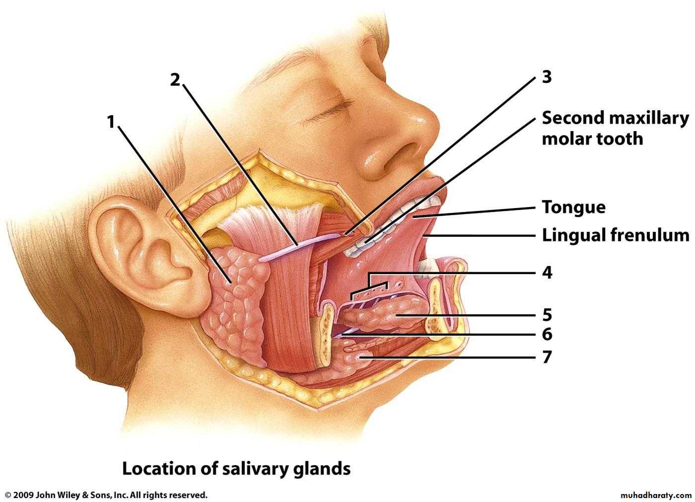 Parotid gland