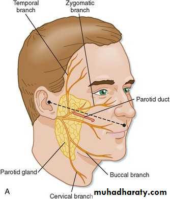 Parotid gland