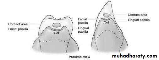 gingiva