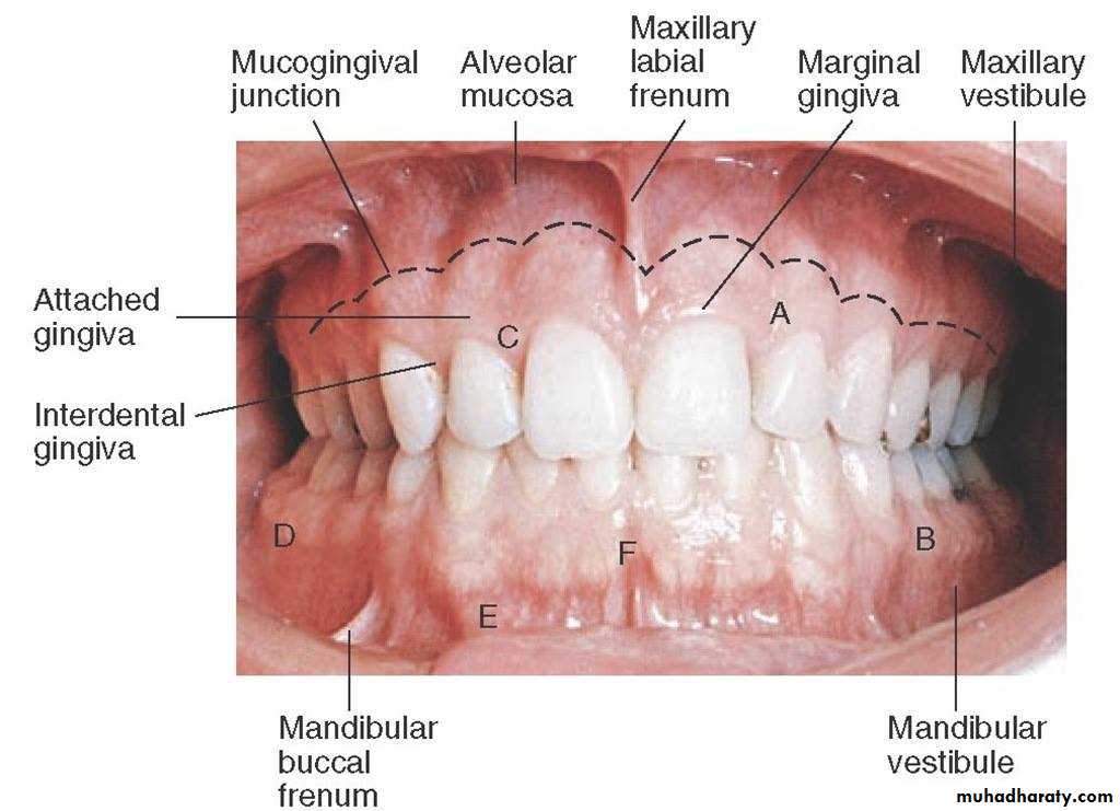 gingiva