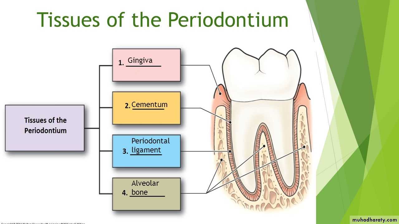 gingiva