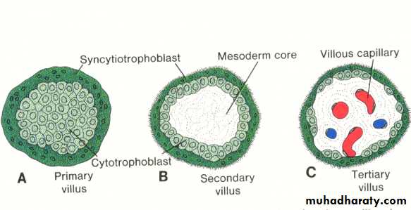 Embryology