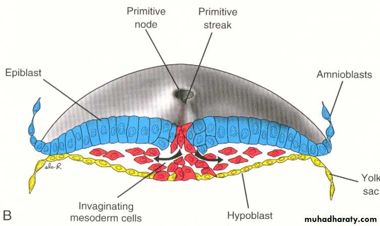 Embryology