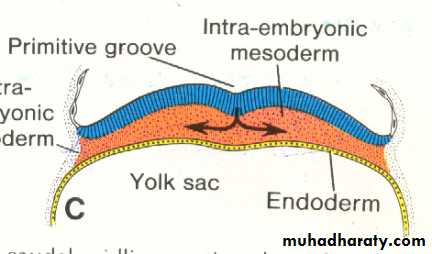 Embryology