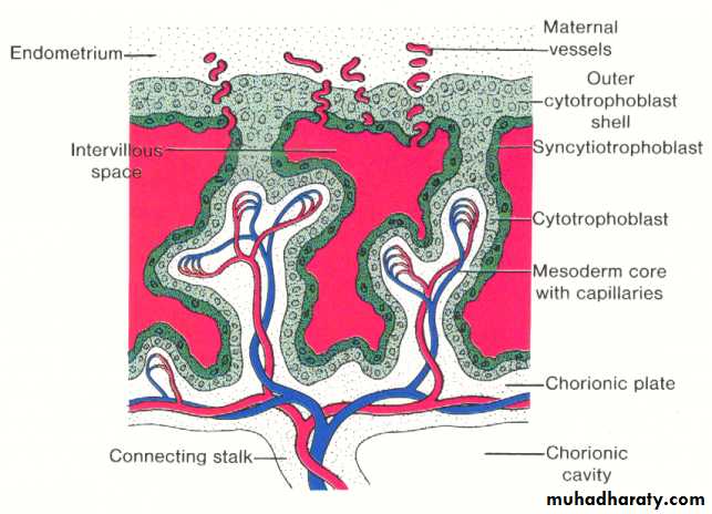 Embryology