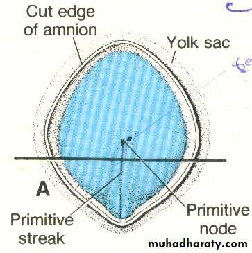 Embryology
