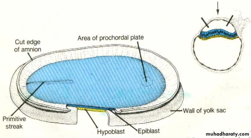 Embryology