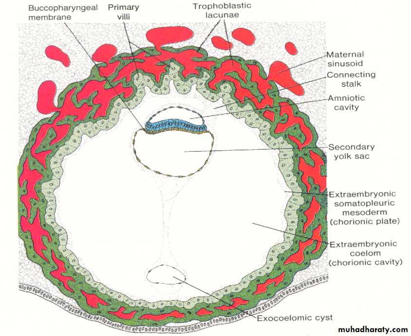 Embryology