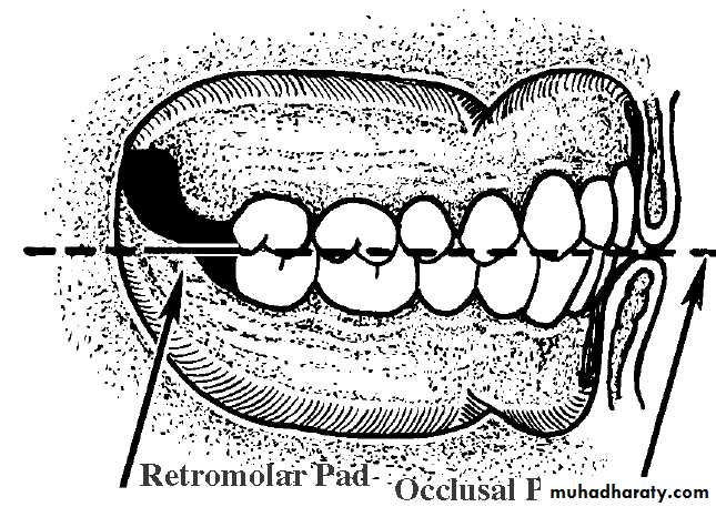 anatomically landmark of mandibular arch