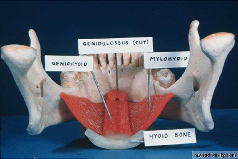 anatomically landmark of mandibular arch