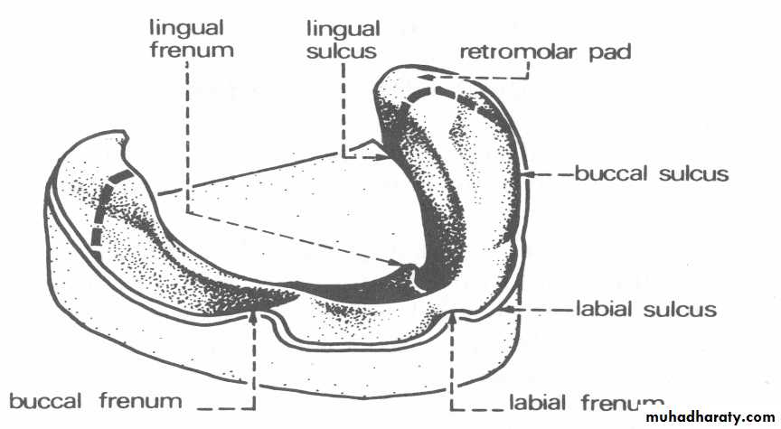 anatomically landmark of mandibular arch