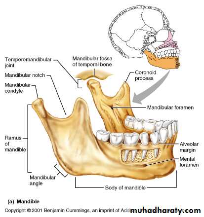 anatomically landmark of mandibular arch