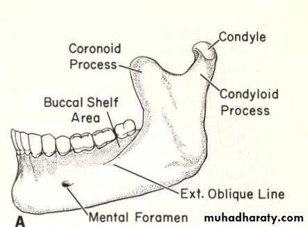 anatomically landmark of mandibular arch