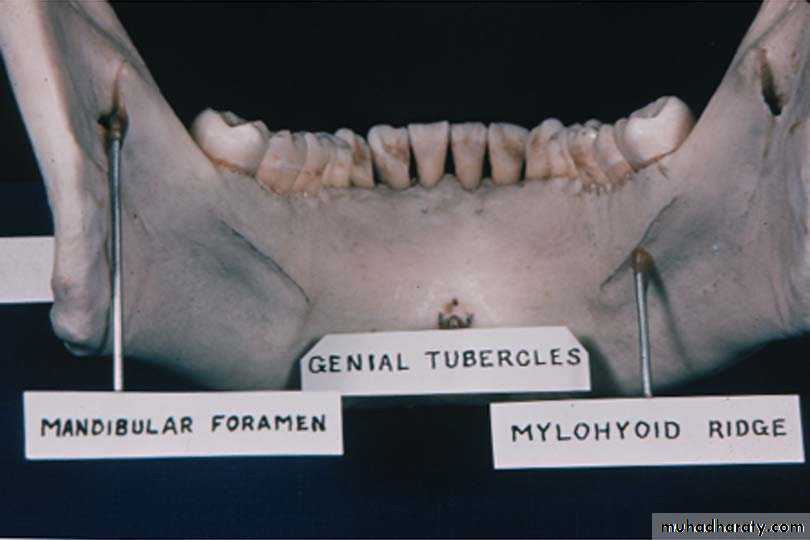 anatomically landmark of mandibular arch