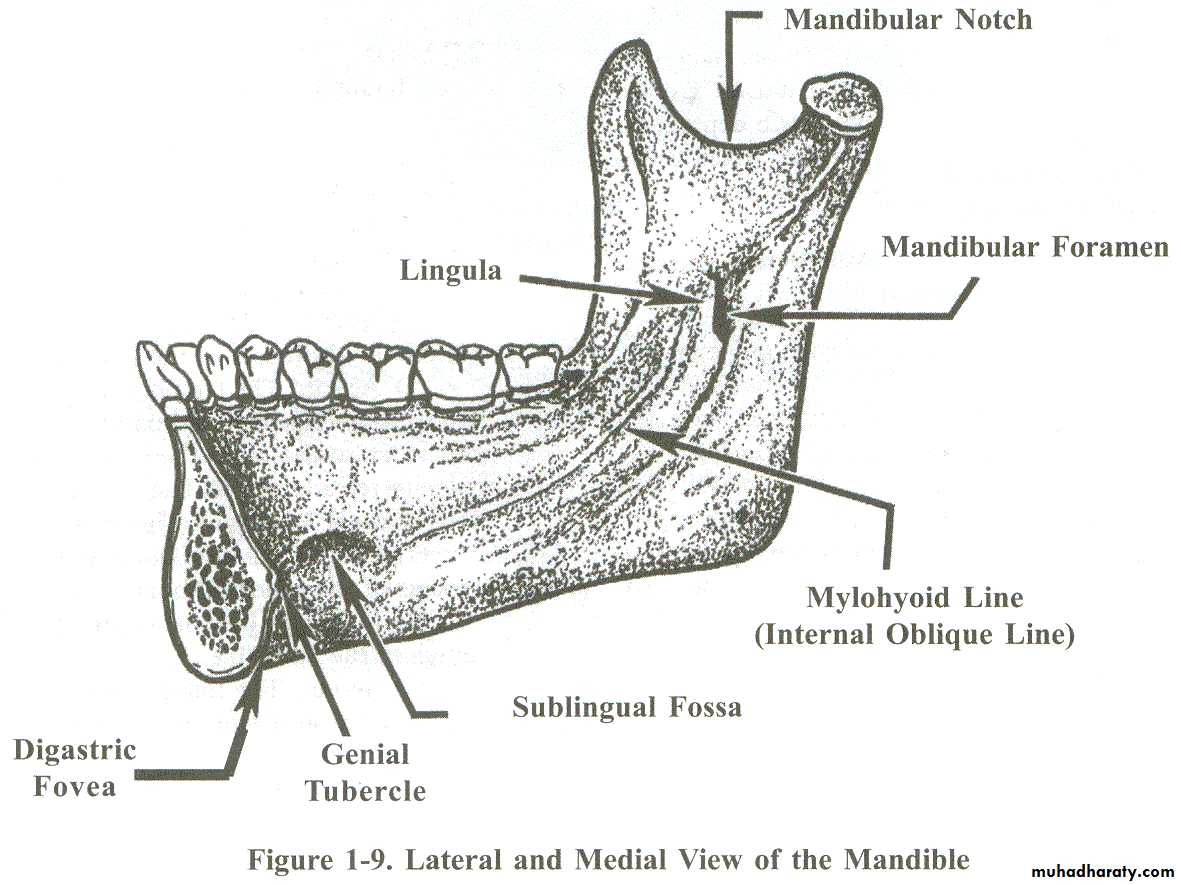 anatomically landmark of mandibular arch