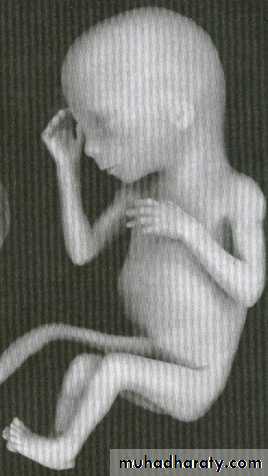 Embryology