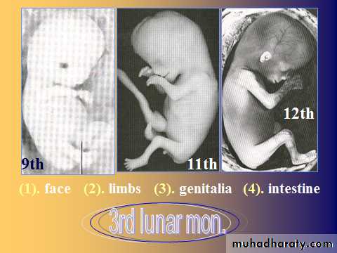 Embryology