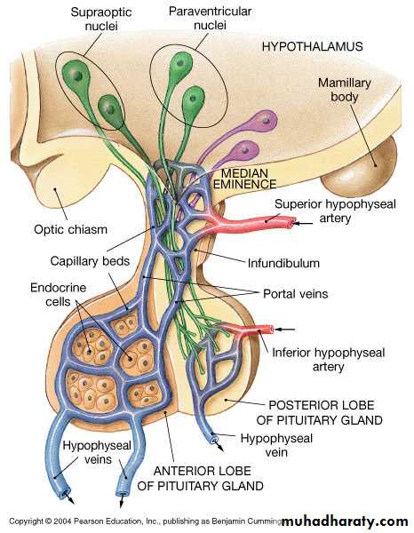 Endocrine system