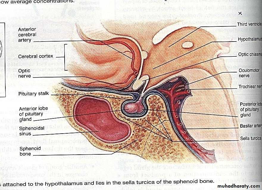 Endocrine system