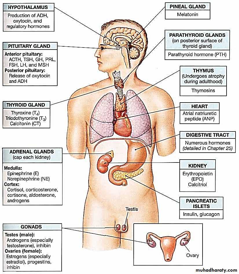 Endocrine system