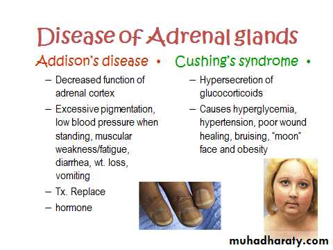 Endocrine system