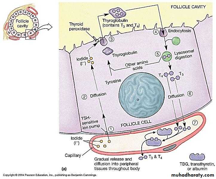 Endocrine system