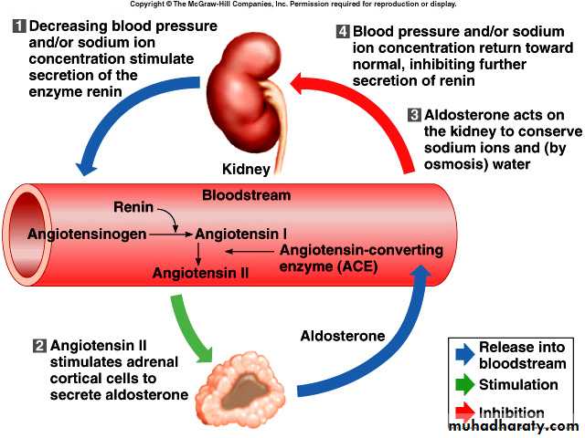 Endocrine system