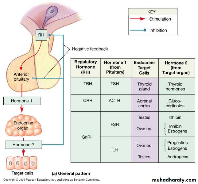 Endocrine system
