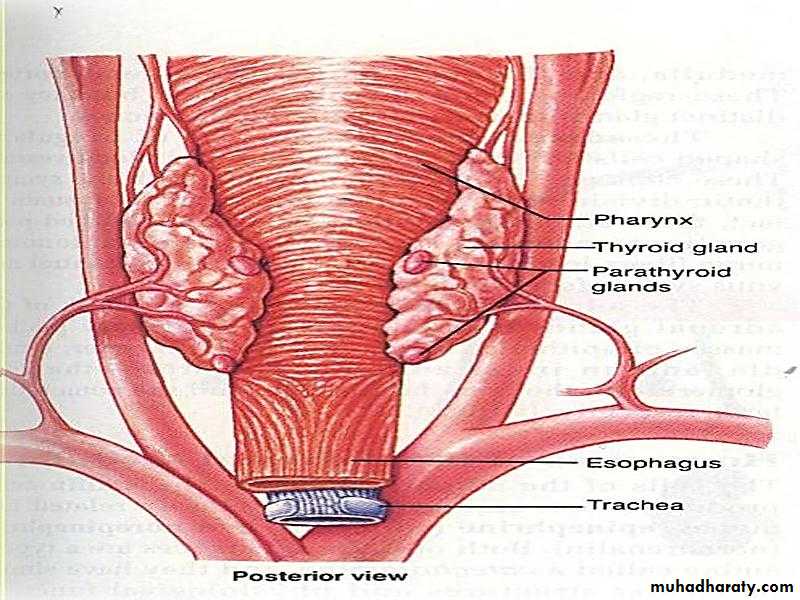 Endocrine system