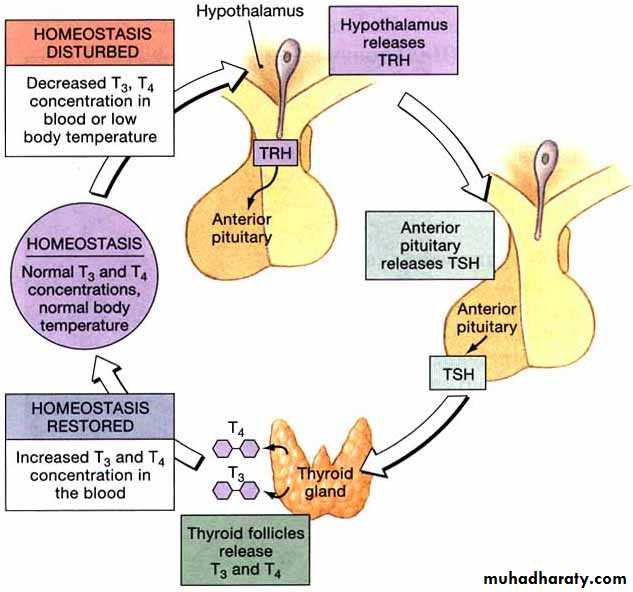 Endocrine system