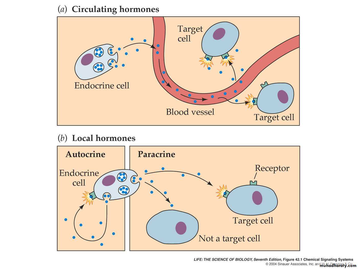 Endocrine system