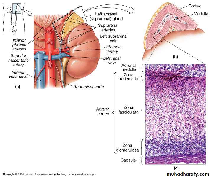 Endocrine system