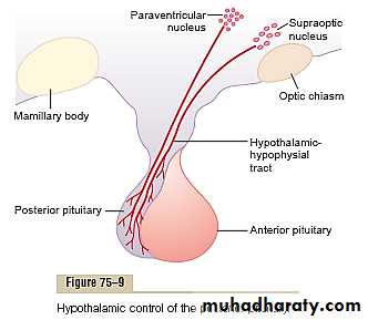 Endocrine system