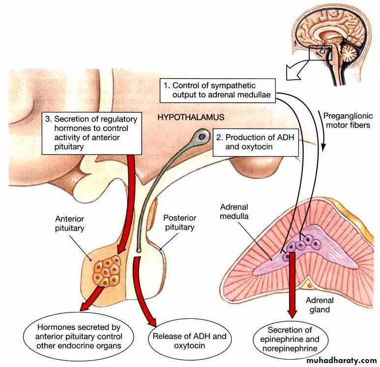 Endocrine system