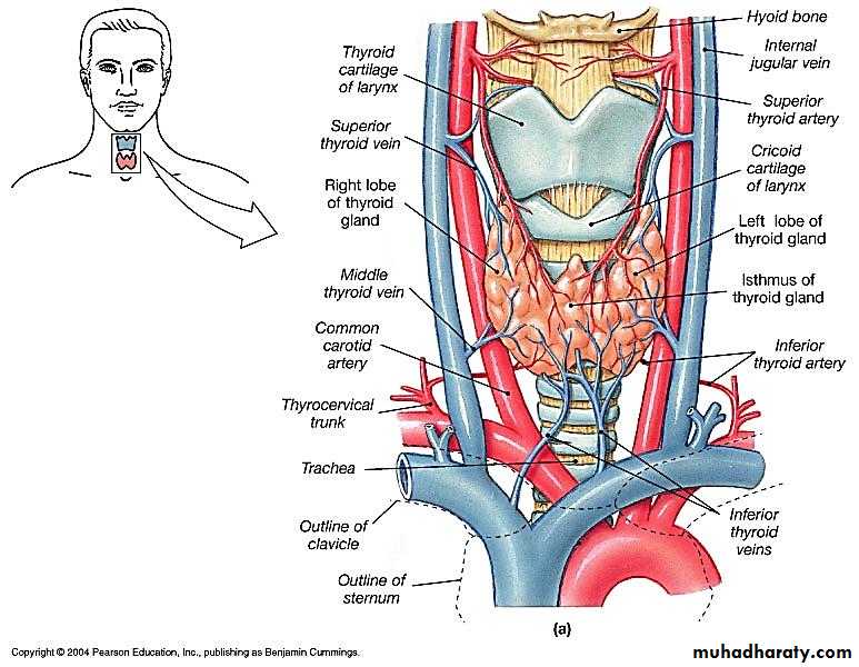 Endocrine system