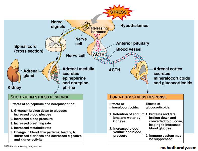Endocrine system