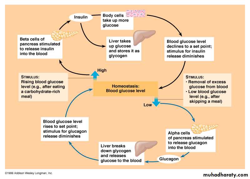 Endocrine system