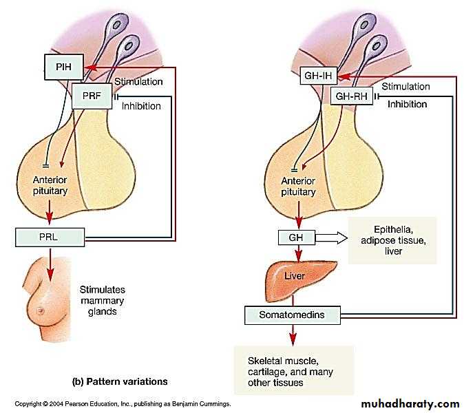Endocrine system