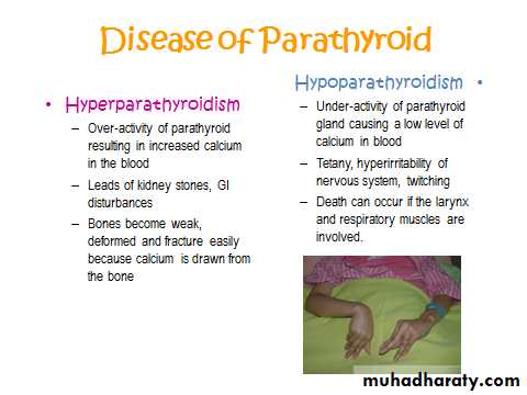 Endocrine system