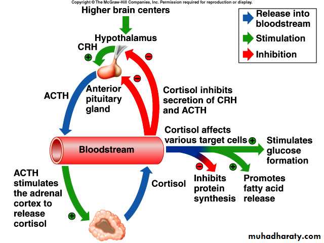 Endocrine system