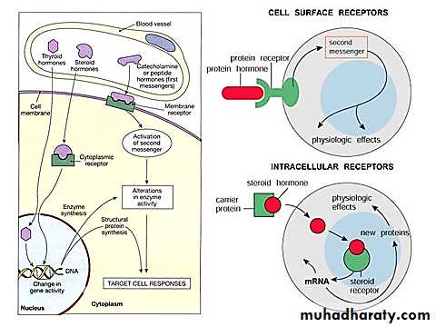 Endocrine system
